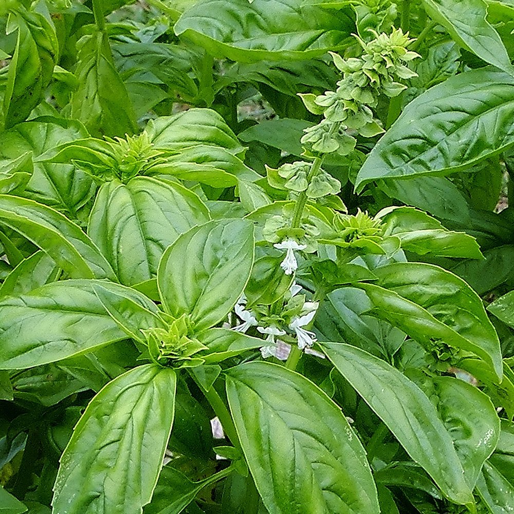 Genovese Basil Herb Plants For Sale GrowJoy Inc