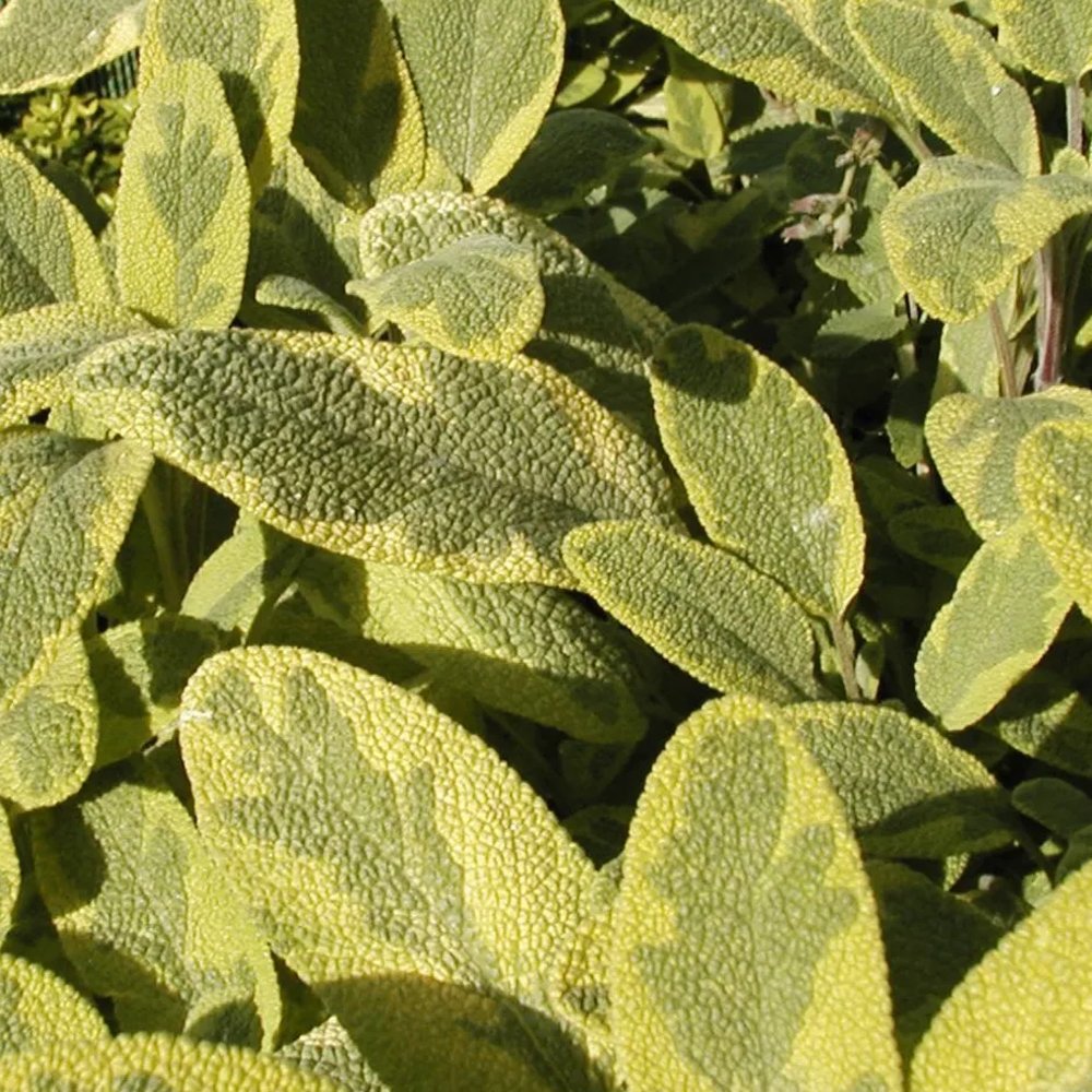 Icterina Sage Herb Plants For Sale Growjoy Inc