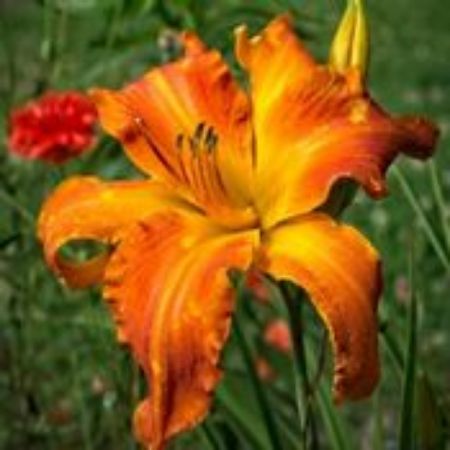 Picture for category Hemerocallis (Daylily)