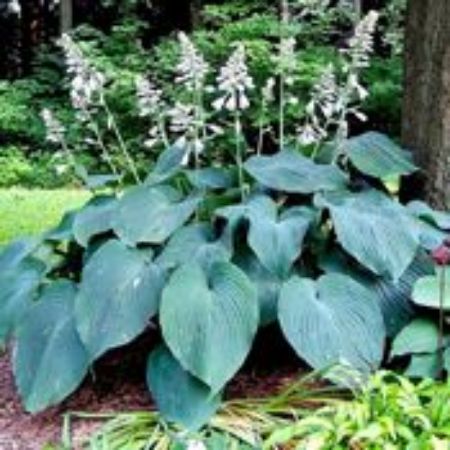 Picture for category Hosta Plants (Plantain Lily)