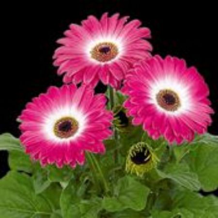 Picture for category Gerbera Plants (Transvaal Daisy)