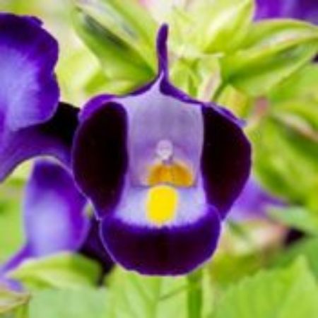 Picture for category Torenia Plants (Wishbone Flower)