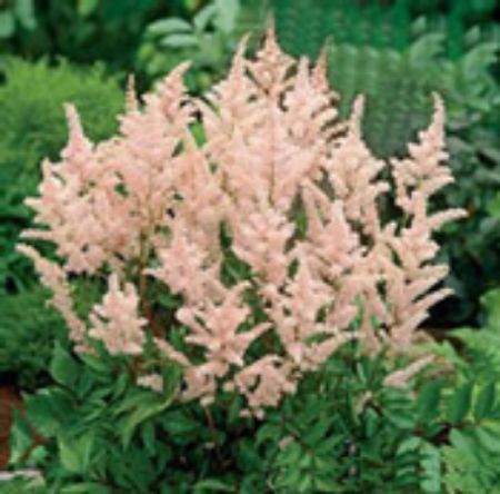 Picture for category Astilbe (False Spirea)