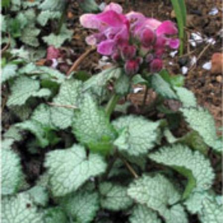 Picture for category Lamium (Deadnettle)