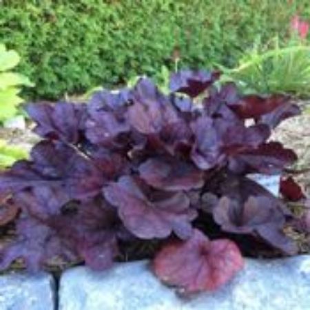 Picture for category Heuchera (Coral Bells)