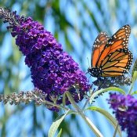 Picture for category Buddleia Shrubs (Butterfly Bush)