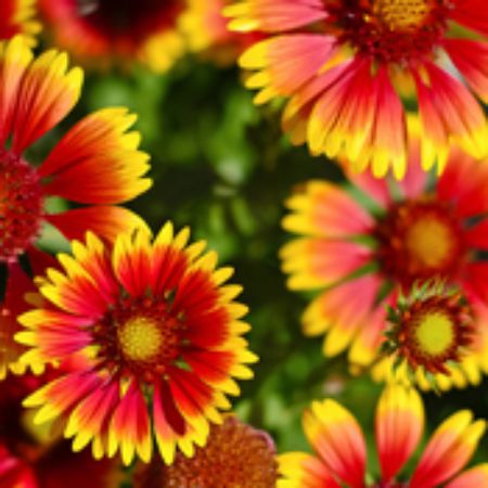 Picture for category Gaillardia Plants (Blanket Flower)