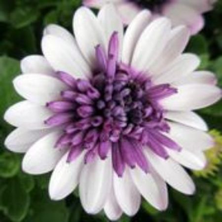 Picture for category Osteospermum Plants (African Daisy)