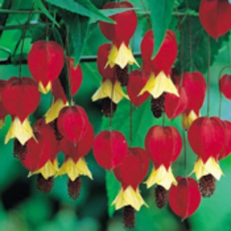 Picture for category Abutilon Plants (Flowering Maple)