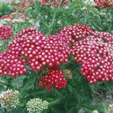 Picture for category Achillea Plants (Yarrow)