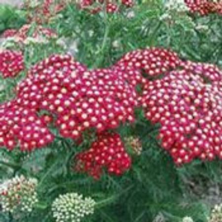 Picture for category Achillea (Yarrow)