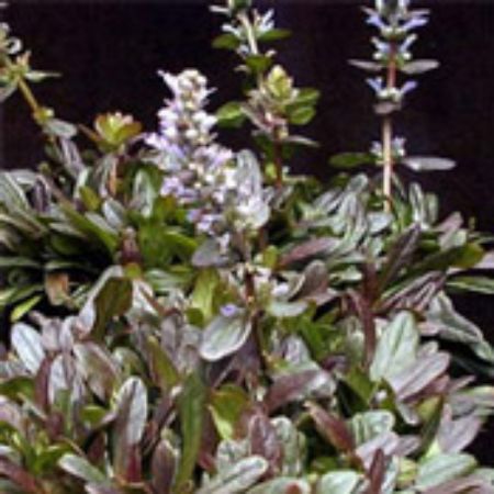 Picture for category Ajuga Plants (Bugleweed)