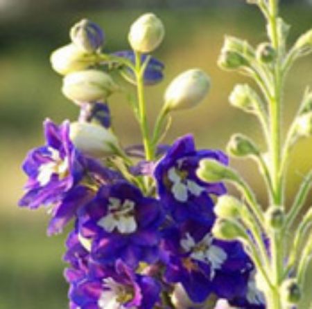 Picture for category Delphinium (Larkspur)