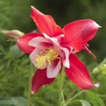 Picture for category Aquilegia Plants (Columbine)