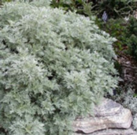 Picture for category Artemisia Plants (Wormwood)