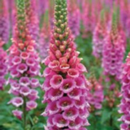 Picture for category Digitalis (Foxglove)