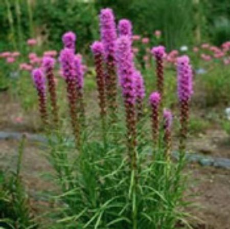 Picture for category Liatris Plants (Blazing Star)