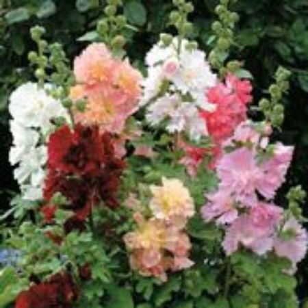 Picture for category Alcea Plants (Hollyhock)