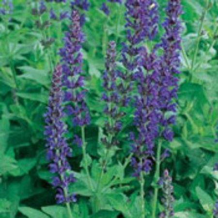 Picture for category Salvia Plants (Sage)