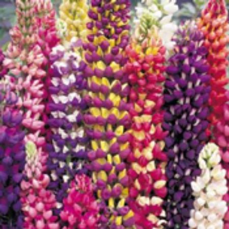 Picture for category Lupine Plants (Lupin)