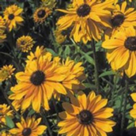 Picture for category Rudbeckia Plants (Black Eyed Susan)