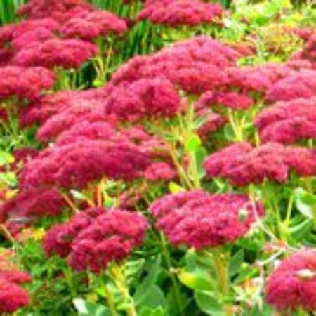 Picture for category Sedum (Stonecrop)