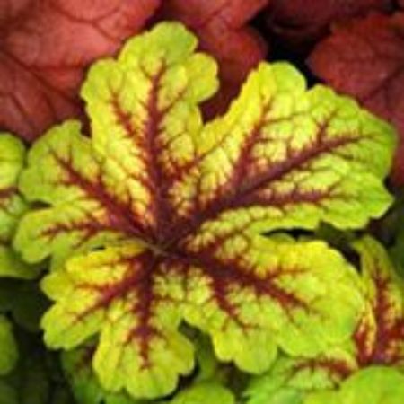 Picture for category Heucherella (Foamy Bells)