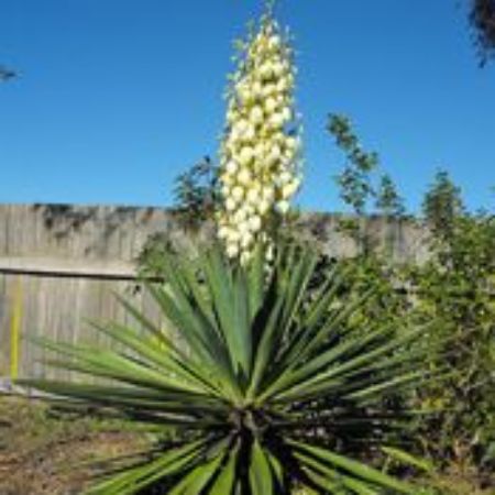 Picture for category Yucca Plants (Spoonleaf)
