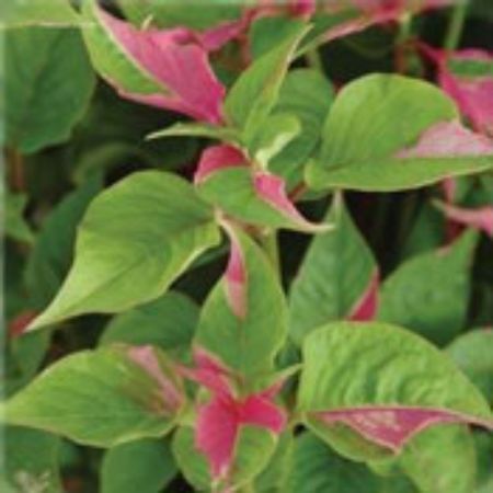 Picture for category Alternanthera Plants (Joseph's Coat)