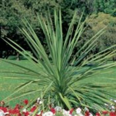 Picture for category Dracaena Plants (Spike Plant)