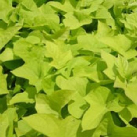 Picture for category Ipomoea Plants (Sweet Potato Vine)