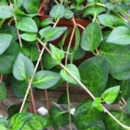 Picture for category Vinca Vine (Periwinkle)