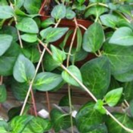 Picture for category Vinca Vine Plants (Periwinkle)