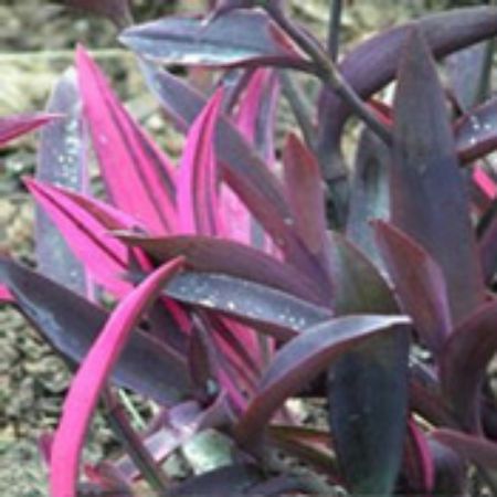 Picture for category Setcreasea Plants (Wandering Jew)