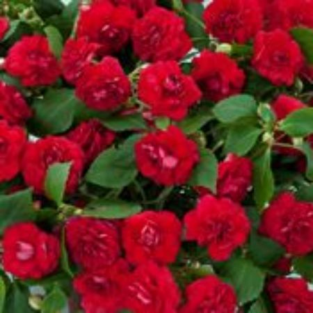 Picture for category Double Impatiens