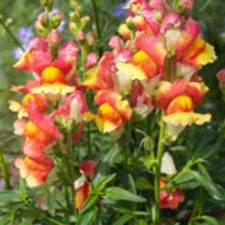 Picture for category Snapdragon Plants