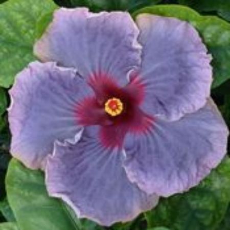 Picture for category Cajun Hibiscus Plants (Tropical Hibiscus)