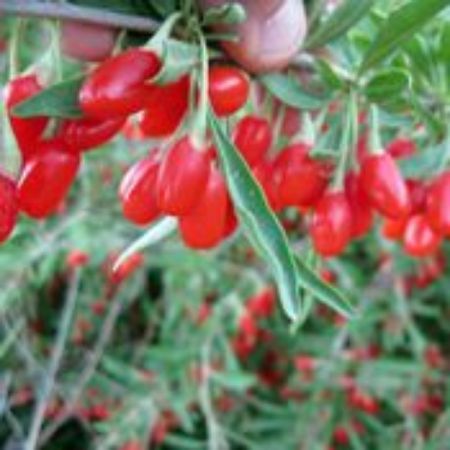 Picture for category Goji Berry Plants (Wolfberry)