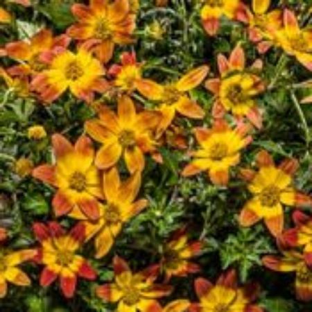Picture for category Bidens Plants (Spanish Needles)