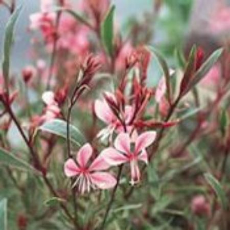 Picture for category Gaura (Beeblossom)