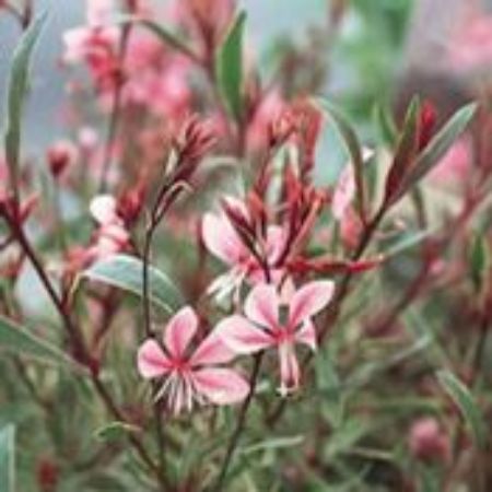Picture for category Gaura Plants (Beeblossom)