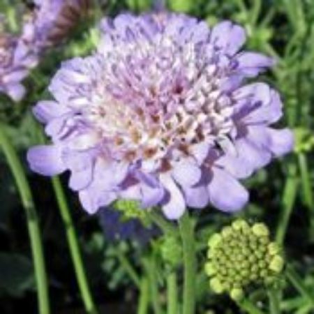 Picture for category Scabiosa Plants (Pincushion Flower)