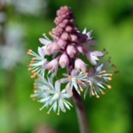 Picture for category Tiarella (Foam Flower)