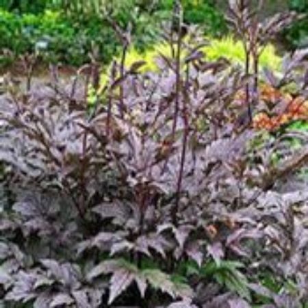 Picture for category Actaea (Baneberry)