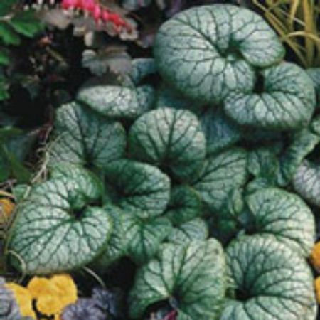 Picture for category Brunnera Plants (Siberian Bugloss)