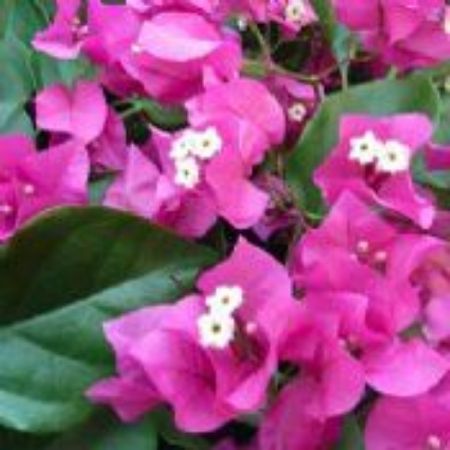 Picture for category Bougainvillea Plants (Paperflower)