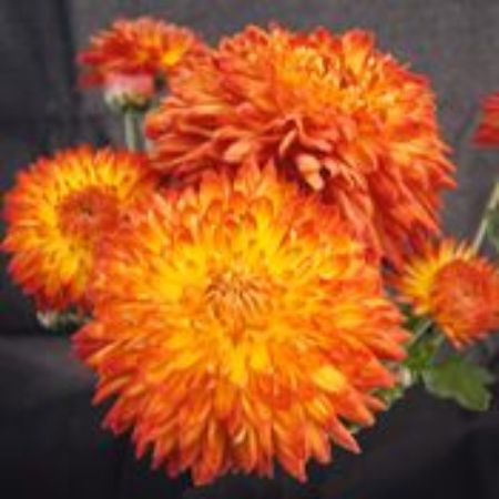 Picture for category Perennial Mums