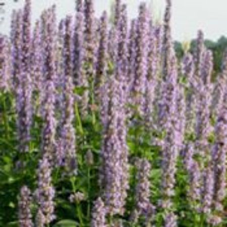 Picture for category Agastache (Hummingbird Mint)