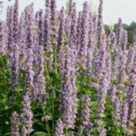 Picture for category Agastache Plants (Hummingbird Mint)