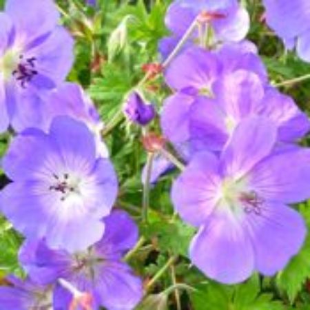 Picture for category Hardy Geranium Plants (Cranesbill)